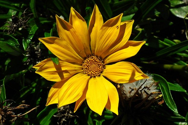 Free picture Gazania Flower Yellow -  to be edited by GIMP free image editor by OffiDocs