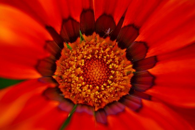 Unduh gratis Gazania Petals Heart - foto atau gambar gratis untuk diedit dengan editor gambar online GIMP