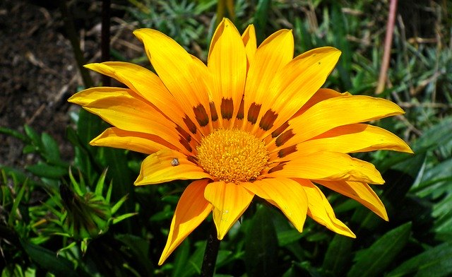 Bezpłatne pobieranie Gazania Yellow Summer - bezpłatne zdjęcie lub obraz do edycji za pomocą internetowego edytora obrazów GIMP