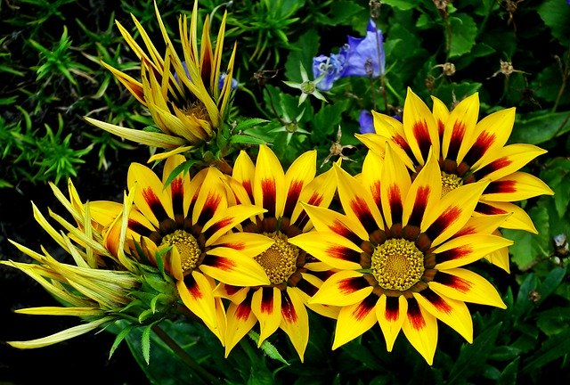 Download grátis Gazanie Flowers Macro - foto ou imagem gratuita para ser editada com o editor de imagens online GIMP