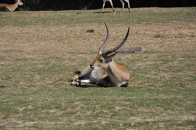 Download gratuito Gazelle Animal Savannah - foto o immagine gratuita da modificare con l'editor di immagini online di GIMP