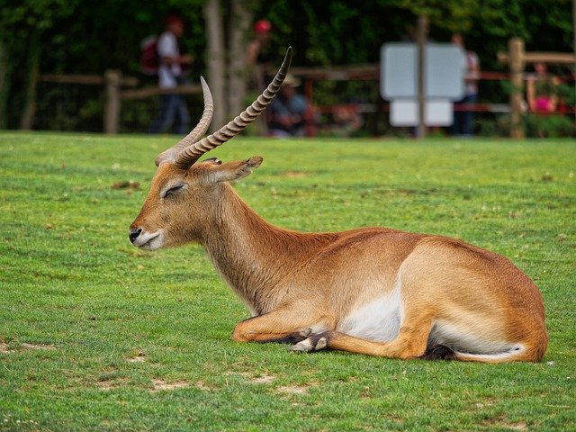 Free download Gazelle Antelope Animals -  free free photo or picture to be edited with GIMP online image editor