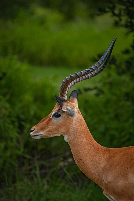 Free download gazelle wildlife animal nature free picture to be edited with GIMP free online image editor