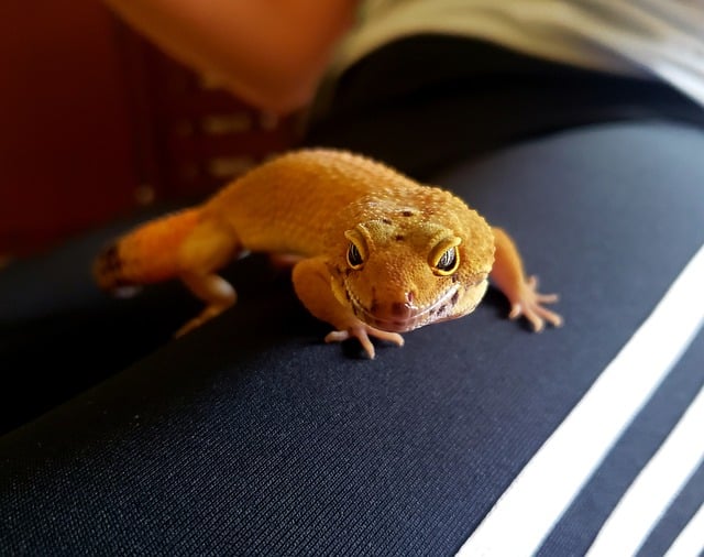 Free download gecko animal reptile lizard free picture to be edited with GIMP free online image editor
