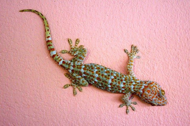 Free download Gecko Giant Lizard free photo template to be edited with GIMP online image editor