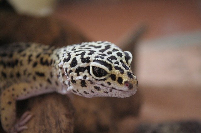 Baixe gratuitamente a imagem gratuita gecko leopard gecko geckos para ser editada com o editor de imagens online gratuito GIMP
