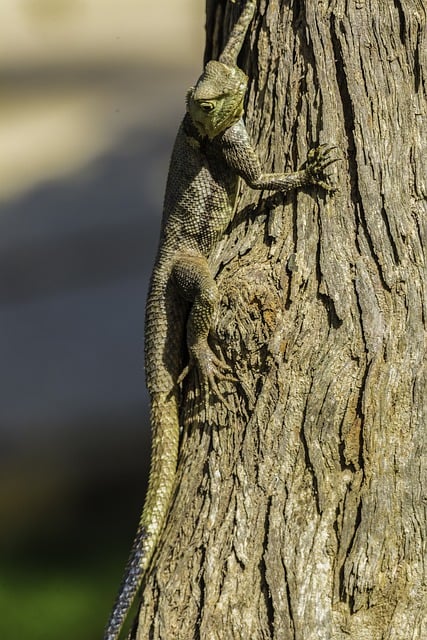 Free download gecko reptile lizard fauna exotic free picture to be edited with GIMP free online image editor