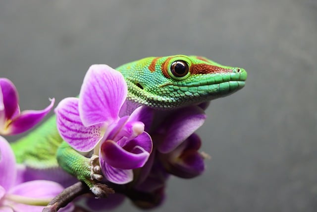 Free download gecko reptile lizard flower jungle free picture to be edited with GIMP free online image editor