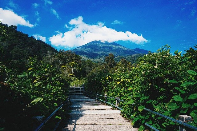 무료 다운로드 Gede Pangrango National Park Java - 무료 무료 사진 또는 GIMP 온라인 이미지 편집기로 편집할 수 있는 사진