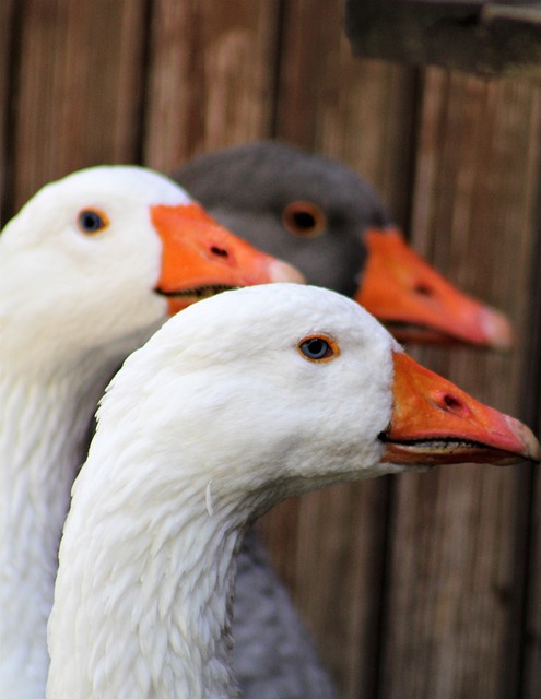 Free download geese birds animals water birds free picture to be edited with GIMP free online image editor
