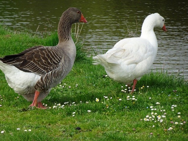 無料ダウンロードガチョウ鳥カップル無料写真テンプレートGIMPオンライン画像エディタで編集する