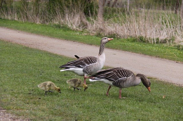 Scarica gratuitamente Geese Birds Family: foto o immagine gratuita da modificare con l'editor di immagini online GIMP
