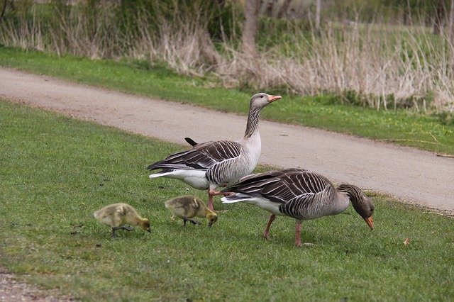 Free download Geese Birds Family -  free photo or picture to be edited with GIMP online image editor