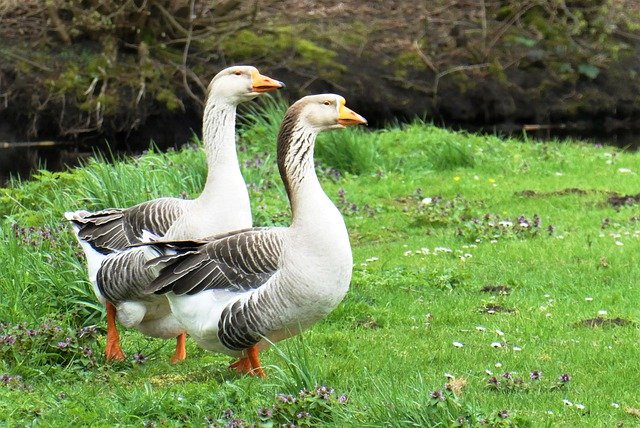 Free download geese birds goose ornithology kind free picture to be edited with GIMP free online image editor