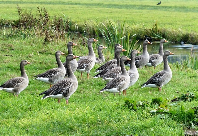 Free download geese birds spring waterfowls free picture to be edited with GIMP free online image editor