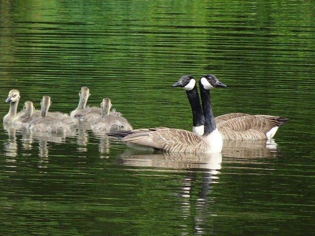 Free download Geese Canada Goslings Pond -  free photo or picture to be edited with GIMP online image editor