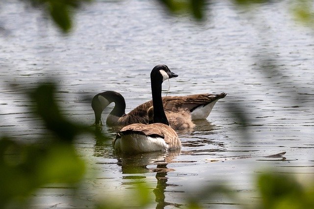 Free picture Geese Canada Nature -  to be edited by GIMP free image editor by OffiDocs