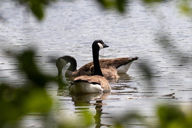 Free download Geese Canada Nature -  free photo or picture to be edited with GIMP online image editor