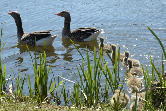 Free download geese chicks goslings young geese free picture to be edited with GIMP free online image editor