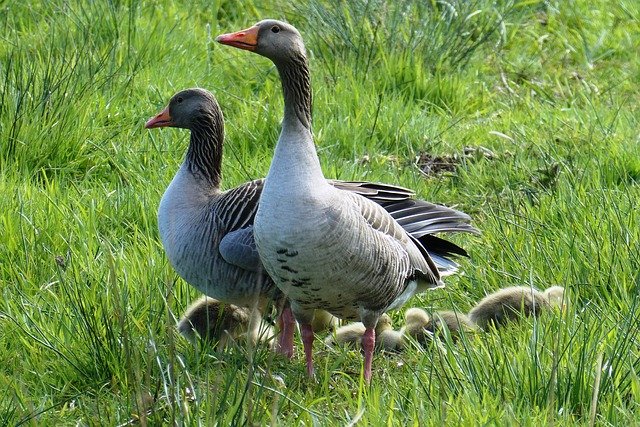 Free download geese chicks nb to care alert free picture to be edited with GIMP free online image editor