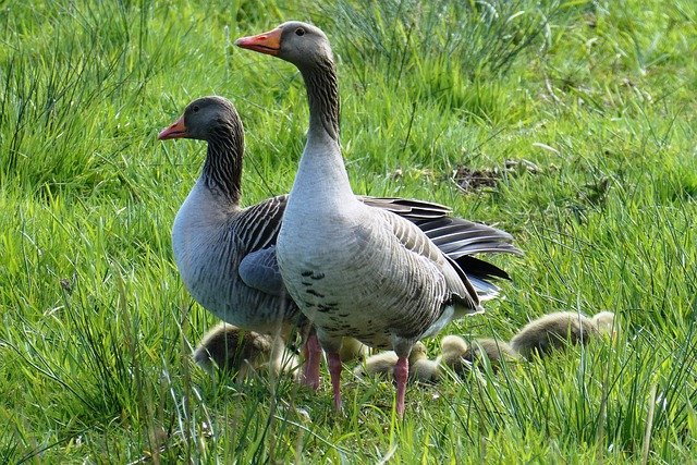 Téléchargement gratuit de poussins d'oies nb to care alert image gratuite à éditer avec l'éditeur d'images en ligne gratuit GIMP