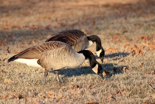 Free download geese feathers neck eating nature free picture to be edited with GIMP free online image editor