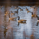 Geese flock under the pond  screen for extension Chrome web store in OffiDocs Chromium