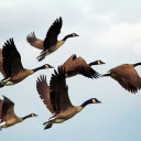Geese flying  screen for extension Chrome web store in OffiDocs Chromium