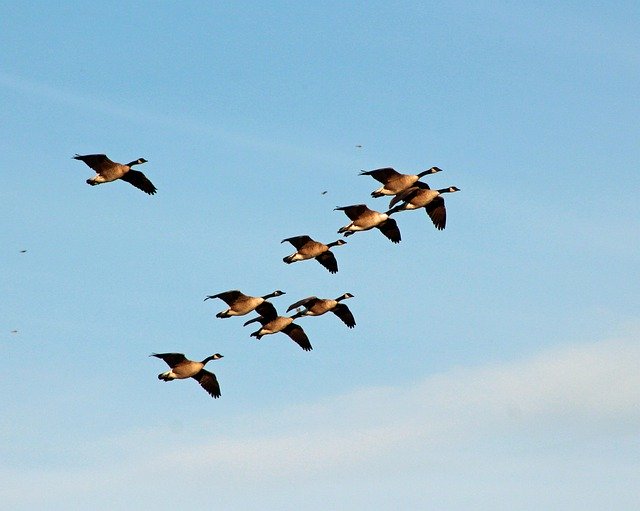 Free download Geese Flying Migration -  free free photo or picture to be edited with GIMP online image editor