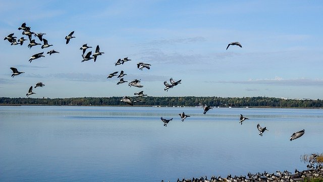 Free download Geese Flying The Birds free photo template to be edited with GIMP online image editor