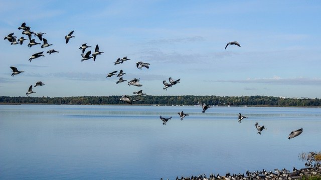 無料ダウンロードGeeseFlyingTheBirds無料の写真テンプレートをGIMPオンライン画像エディターで編集