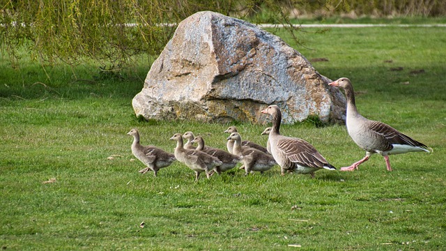 Free download geese goose family animal family free picture to be edited with GIMP free online image editor