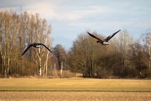 Free download geese greylag goose birds flying free picture to be edited with GIMP free online image editor