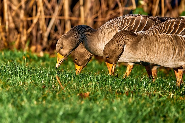 Free download geese greylag goose field goose free picture to be edited with GIMP free online image editor