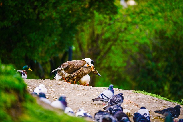 Free download geese nature animals couple geese free picture to be edited with GIMP free online image editor