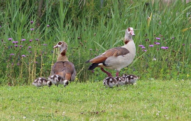 Free download Geese Nature Chicks Animal -  free photo or picture to be edited with GIMP online image editor