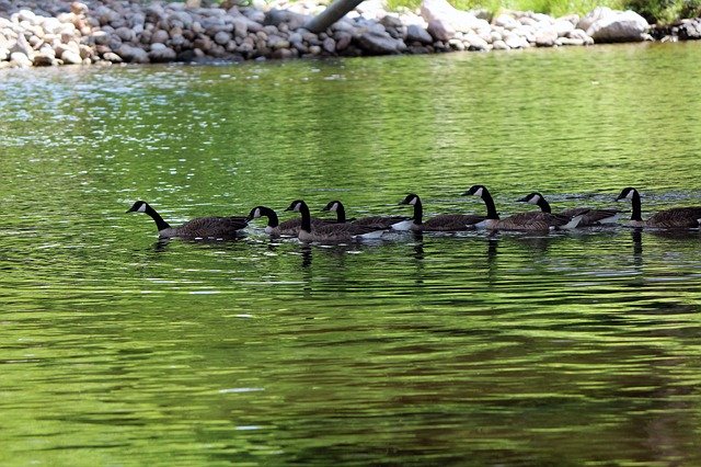 Free download Geese Nature Water -  free photo or picture to be edited with GIMP online image editor