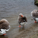 Geese preen their feathers  screen for extension Chrome web store in OffiDocs Chromium
