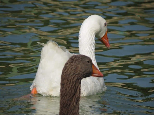 Free download Geese Water Birds -  free photo or picture to be edited with GIMP online image editor