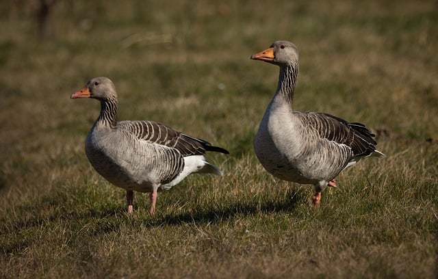 Free download geese waterfowls meadow waterbirds free picture to be edited with GIMP free online image editor
