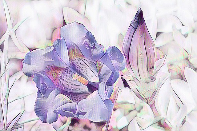 Free download Gentian Blossom Bloom -  free illustration to be edited with GIMP free online image editor