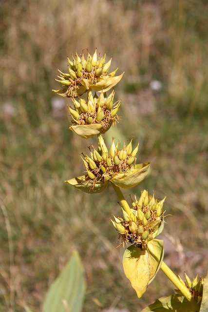 বিনামূল্যে ডাউনলোড করুন Gentian Yellow Savoie - বিনামূল্যে ছবি বা ছবি GIMP অনলাইন ইমেজ এডিটর দিয়ে সম্পাদনা করতে হবে