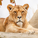 Gentle faced lion  screen for extension Chrome web store in OffiDocs Chromium