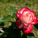 Gentle white and red rose  screen for extension Chrome web store in OffiDocs Chromium
