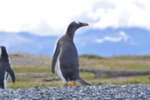Free download Gentoo Penguin on Martillo Island free photo or picture to be edited with GIMP online image editor