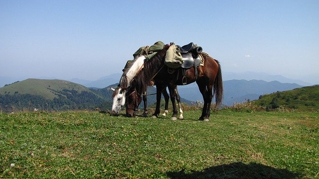 Free download Georgia Rally Horse Riding -  free photo or picture to be edited with GIMP online image editor