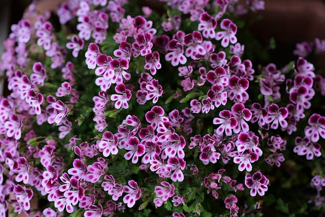 Free download geranium blossom bloom nature free picture to be edited with GIMP free online image editor