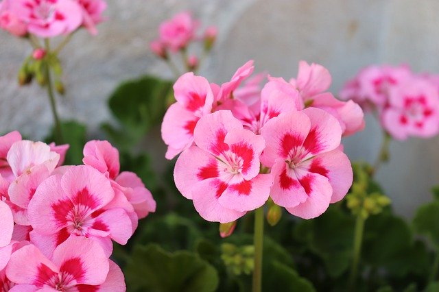 Free picture Geranium Bright Pink Heart Dark -  to be edited by GIMP free image editor by OffiDocs