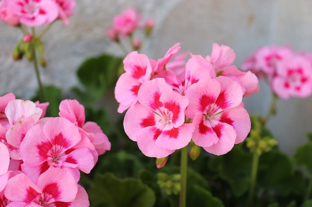 Free download Geranium Bright Pink Heart Dark -  free photo or picture to be edited with GIMP online image editor