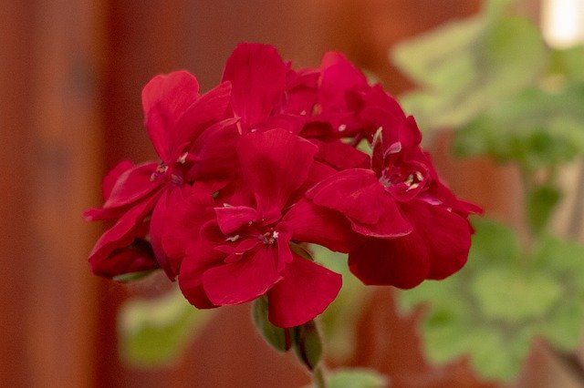 Free download Geranium Flower Blooms At -  free photo or picture to be edited with GIMP online image editor